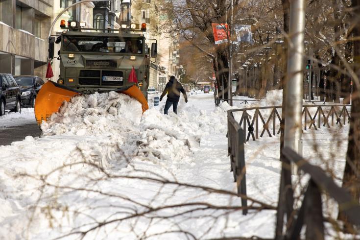 Η Μαδρίτη θα κλωνοποιήσει πολύτιμες βελανιδιές που έπεσαν από χιονοθύελλα